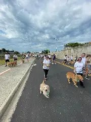 Mais de 200 cães participam da Cãominhada em Brusque  - 1
