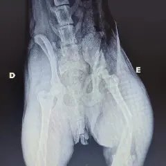 Família brusquense busca ajuda para custear cirurgia de alto valor para cachorra atropelada - 3