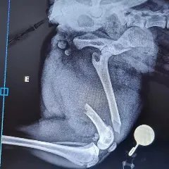 Família brusquense busca ajuda para custear cirurgia de alto valor para cachorra atropelada - 2