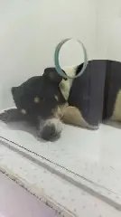 Família brusquense busca ajuda para custear cirurgia de alto valor para cachorra atropelada - 1