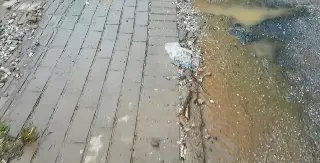 (VÍDEO) Buracos e esgoto a céu aberto incomodam moradores - 2