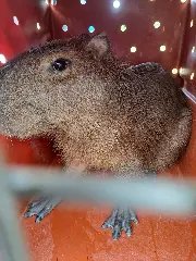 Capivara é resgatada após ficar presa dentro de bueiro  - 2