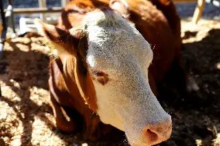 Abertas inscrições para a exposição de animais  - 3