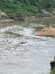 (URGENTE) Corpo é encontrado no rio Itajaí-mirim, em Brusque - 1