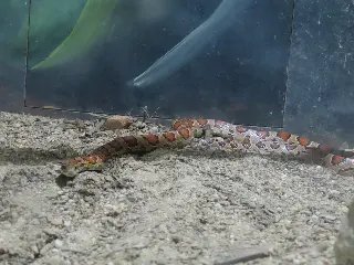 Zoobotânico de Brusque destaca a importância do abril laranja   - 1