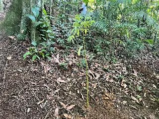 Zoobotânico de Brusque recebe 14 novas árvores através de parceria - 6