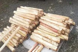 Homem é multado em R$ 98 mil por transportar palmito Juçara - 1