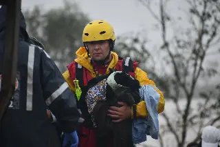Bombeiros de SC salvam 600 vidas entre animais e pessoas no RS - 1