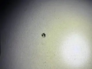 Conflito por conta de som alto termina com cão baleado - 1