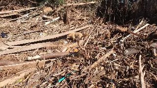 (VÍDEO) Cão de busca do CBMSC encontra corpo em meio a destroços no RS - 4