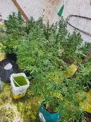 Estufa com 44 pés de maconha é encontrada em residência  - 5