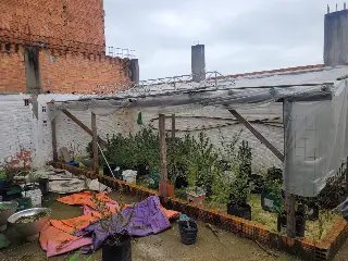 Estufa com 44 pés de maconha é encontrada em residência  - 4