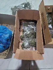 Estufa com 44 pés de maconha é encontrada em residência  - 1