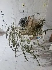 Estufa com 44 pés de maconha é encontrada em residência  - 2
