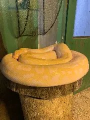 Píton resgatada em Jaraguá recebe cuidados no Zoo de Brusque  - 1