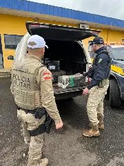 Caminhonete roubada é apreendida com quase meia tonelada de maconha - 1
