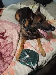 Suspeitos de tráfico em Brusque são alvo de operação policial - 1