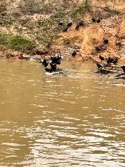 Buscas pelo homem desaparecido no rio chegam ao quinto dia - 1