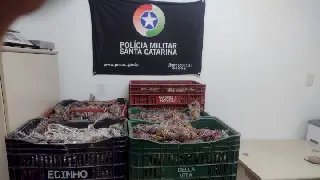 Policiais militares apreendem mais de 800 kg de fios de cobre - 1