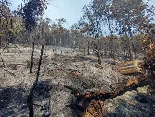 Corpo de Bombeiros orienta sobre como prevenir incêndios florestais - 2