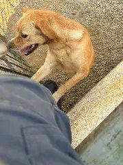 Bombeiros resgatam cachorro com cabeça presa em garrafa - 3