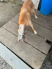 Bombeiros resgatam cachorro com cabeça presa em garrafa - 4