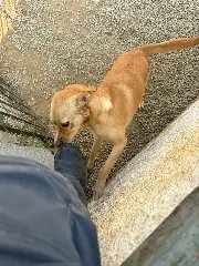 Bombeiros resgatam cachorro com cabeça presa em garrafa - 1