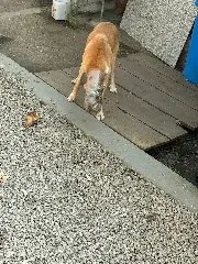 Bombeiros resgatam cachorro com cabeça presa em garrafa - 2