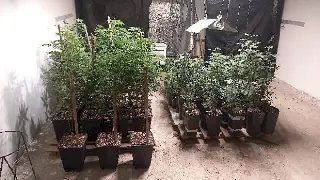 Traficante é preso com 249 pés de maconha em galpão - 1