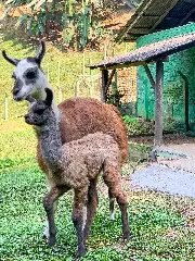 (VIDEO) Conheça o novo morador do Parque Zoobotânico - 1