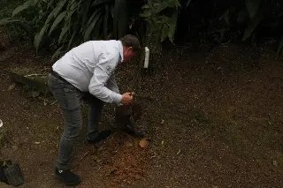 Trilha do Parque Zoobotânico recebe 15 novas árvores - 1