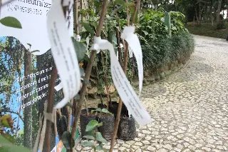 Trilha do Parque Zoobotânico recebe 15 novas árvores - 2