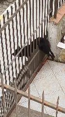 Cãozinho fica preso em portão de residência ao tentar fugir - 1