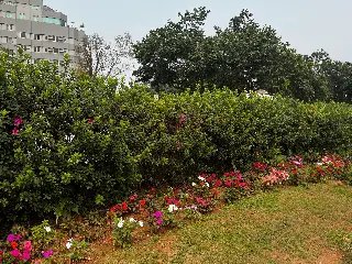 Chegada da primavera traz novas cores às ruas de Brusque - 2