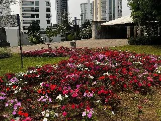 Chegada da primavera traz novas cores às ruas de Brusque - 3