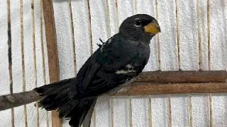 Aves silvestres são resgatadas de cativeiro em Brusque - 1