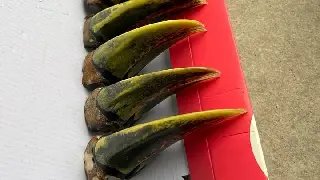 Polícia Militar prende caçadores de animais silvestres - 1