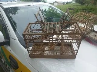 Idoso envolvido em crime ambiental é descoberto pela polícia - 3