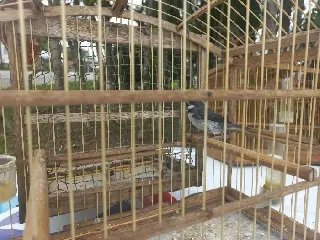 Idoso envolvido em crime ambiental é descoberto pela polícia - 1