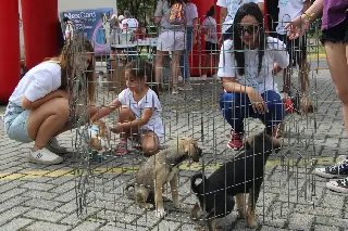 1ª Cãominhada promove conscientização sobre adoção - 7