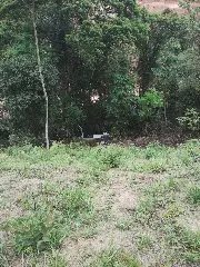 Motorista morre no hospital após despencar em ribanceira, em São João Batista - 1