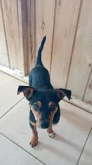 Setor de Bem-Estar Animal busca por lares definitivos para cães resgatados  - 2