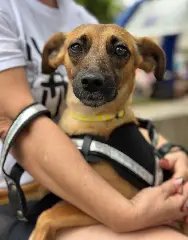 Setor de Bem-Estar Animal busca por lares definitivos para cães resgatados  - 1