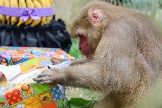 Macaquinho do Zoobotânico completa 31 anos - 2
