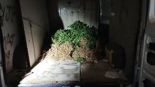 Plantação de maconha com mais de 100 pés é encontrada pela PM - 1