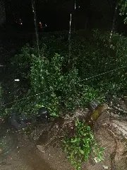 Rajada de vento derruba árvore de dez metros sobre casa - 1