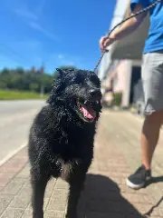 Cães e gatos resgatados buscam por lares definitivos - 2