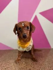 Cães e gatos resgatados buscam por lares definitivos - 1