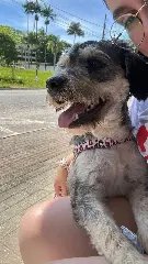 Cães e gatos resgatados buscam por lares definitivos - 4