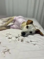 Cães e gatos resgatados buscam por lares definitivos - 5